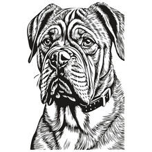 Dogue De Bordeaux Dog Black Drawing Vector, Isolated Face Painting Sketch Line Illustration Realistic Breed Pet