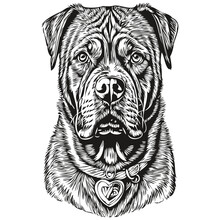 Dogue De Bordeaux Dog Pet Silhouette, Animal Line Illustration Hand Drawn Black And White Vector
