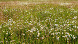 Fototapeta Dmuchawce - Beautiful daisy flowers growing on meadow in summer