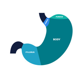 Wall Mural - Stomach sections diagram