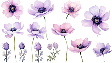 Wall Mural - a collection of soft watercolor anemones flowers isolated on a transparent background, generative ai