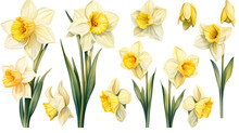 A Collection Of Soft Watercolor Daffodils Flowers Isolated On A Transparent Background, Generative Ai