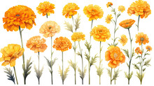 A Collection Of Soft Watercolor Marigolds Flowers Isolated On A Transparent Background, Generative Ai