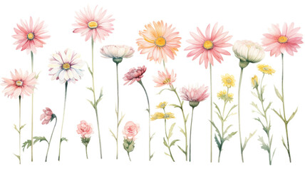 Wall Mural - a collection of soft watercolor daisies flowers isolated on a transparent background, generative ai