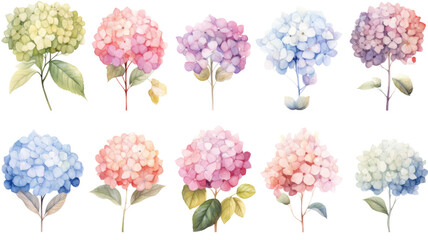 Wall Mural - a collection of soft watercolor hydrangeas flowers isolated on a transparent background, generative ai