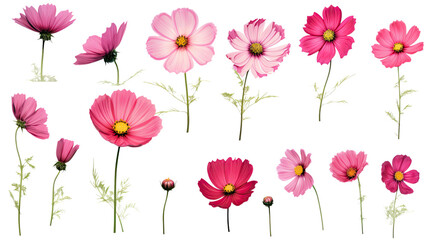 Wall Mural - a collection of grunge oil painted cosmos flowers isolated on a transparent background, generative ai