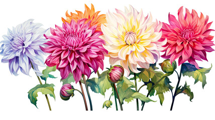 Wall Mural - a collection of grunge oil painted dahlias isolated on a transparent background, generative ai