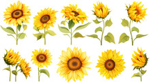 A Collection Of Retro Oil Painted Sunflowers Flowers Isolated On A Transparent Background, Generative Ai