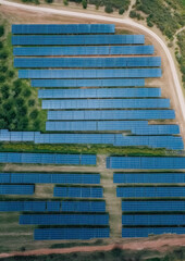 Wall Mural - solar panels plant, aerial view - rows of photovoltaic cell collectors on a landscape. green energy 