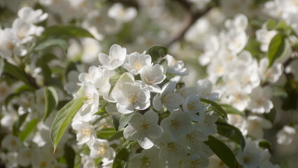 Wall Mural - white flowers of a flowering tree in summer