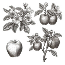 Set Of Apple, Apple Flowers, Fruit On A Branch Isolated On A White Background. Ink Monochrome Drawing. Free Hand Sketch Illustration. Generative AI