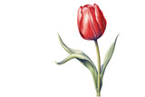 Fototapeta Tulipany - red Tulip, generative IA