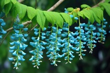Jade Vine Flowers Cascading From A Branch In A Garden, Created With Generative Ai