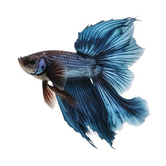 Wall Mural - siamese fighting fish isolated