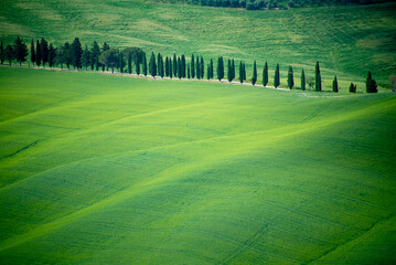 Canvas Print - Cypress Road in Tuscany - Italy