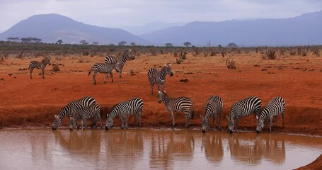 Wall Mural - a family of zebra drink water in the savannah