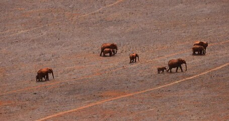 Wall Mural - A family of elephants are walking in the savannah