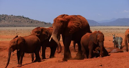 Wall Mural - A family of elephants throw themselves from the red earth in the savannah
