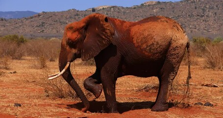 Wall Mural - A family of elephants throw themselves from the red earth in the savannah