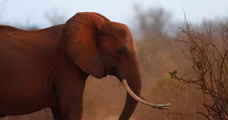Wall Mural - A family of elephants throw themselves from the red earth in the savannah