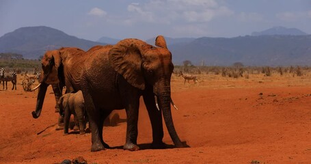 Wall Mural - A family of elephants throw themselves from the red earth in the savannah
