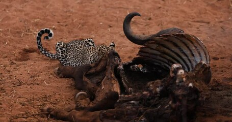 Wall Mural - a leopard eats the remains of a buffalo in the savannah