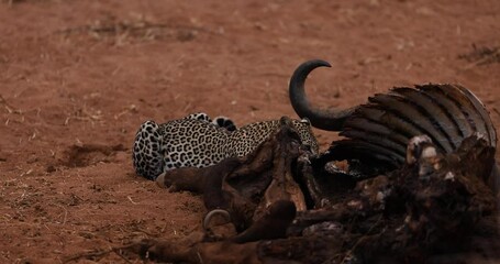 Wall Mural - a leopard eats the remains of a buffalo in the savannah