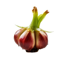 Wall Mural - front view of water chestnut vegetable isolated on transparent white background