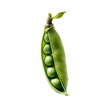 © SuperPixel Inc - front view of pea pod vegetable isolated on transparent white background