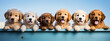 Group of golden retriever puppies in a row over blue background.
