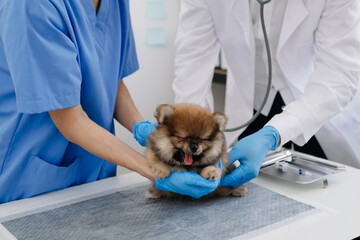 Two doctors are examining him. Veterinary medicine concept. Pomeranian in a veterinary clinic..