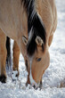 Quarter Horse  feeding on snowy  winter pasture