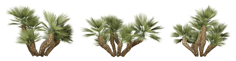 Sticker - Chamaerops humilis palm tree on transparent background, png plant, 3d render illustration.