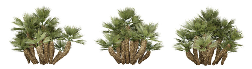 Chamaerops humilis palm tree on transparent background, png plant, 3d render illustration.