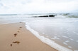 wodorosty na plaży nad morzem bałtyckim
