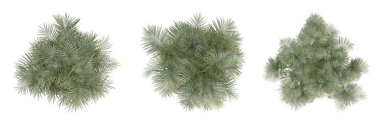 Wall Mural - Set of bamboo trees on top view isolated on transparent background, palm plant, 3d render illustration.