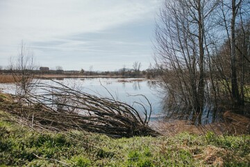 Wall Mural - Tranquil outdoor scene of a pond surrounded by lush grass and brown reeds