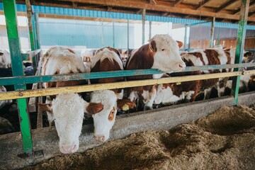 Wall Mural - Herd of cows standing behind a fence in a rural setting