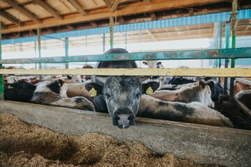 Poster - Herd of cows standing behind a fence in a rural setting