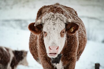 Wall Mural - Beautiful fluffy white brown cow grazing in the snowy Apuseni Mountains, Romania