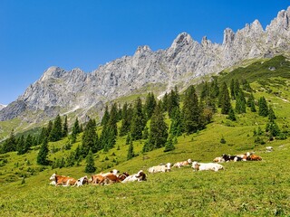 Wall Mural - Herd of cows grazing on the mountain landscape in the countryside of Salzburg, Austria