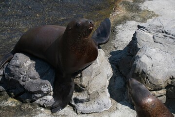 Poster - View of sea lions on rocks in beach