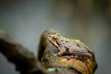 selective focus shot of a northern cricket frog on a wooden branch