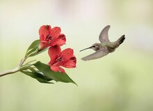 Female Black-chinned Hummingbird Flying Towards Red Flowers. Archilochus Alexandri.