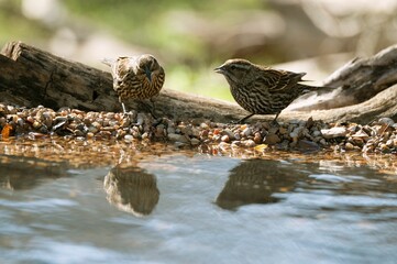 Sticker - Two female red-winged blackbirds looking at their reflection in the water.