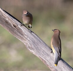 Canvas Print - Couple of cedar waxwings, Bombycilla cedrorum, perched on a branch.