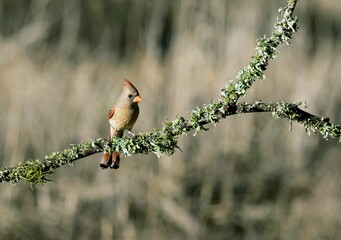 Poster - Female northern cardinal perched atop a leafy branch in a sunlit outdoor setting.