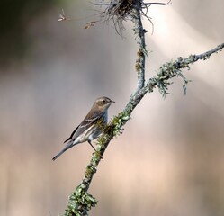 Sticker - Female yellow-rumped warbler perched on a tree branch. Setophaga coronata.