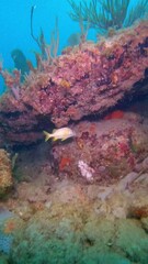 Poster - Vertical shot of Gorgonia ventalina animal and fish with coral reefs underwater