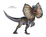 Fototapeta Dinusie - Dilophosaurus with frill illustration. Dinosaur with crest on head. Brown, blue, grey dino.  Roar dino